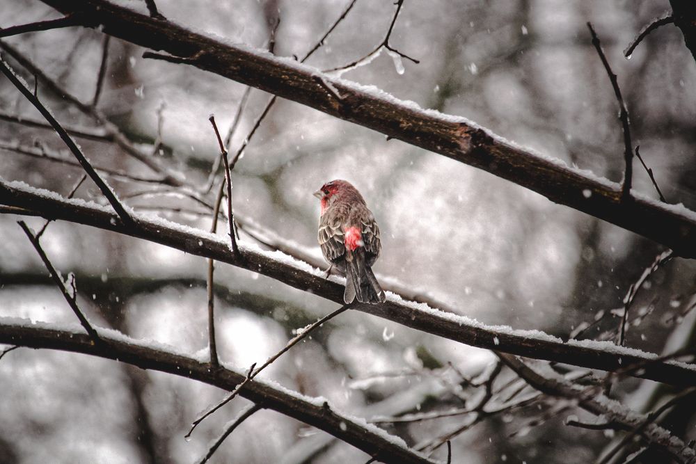 House finch perched on a snowy branch during winter.