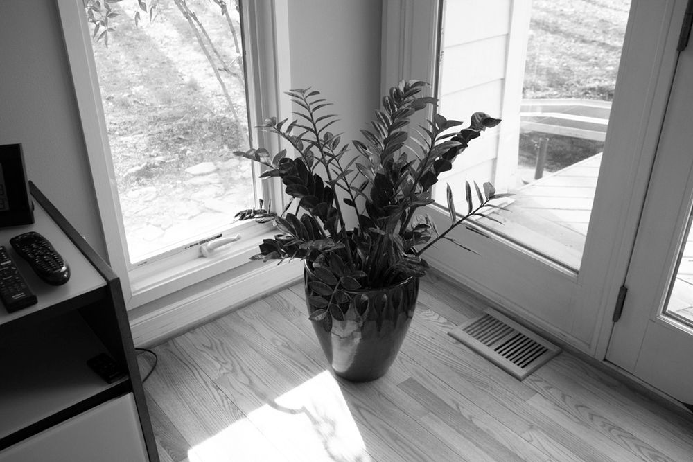 Potted fern plant sitting by sunny windows on hardwood floor in black and white photograph.