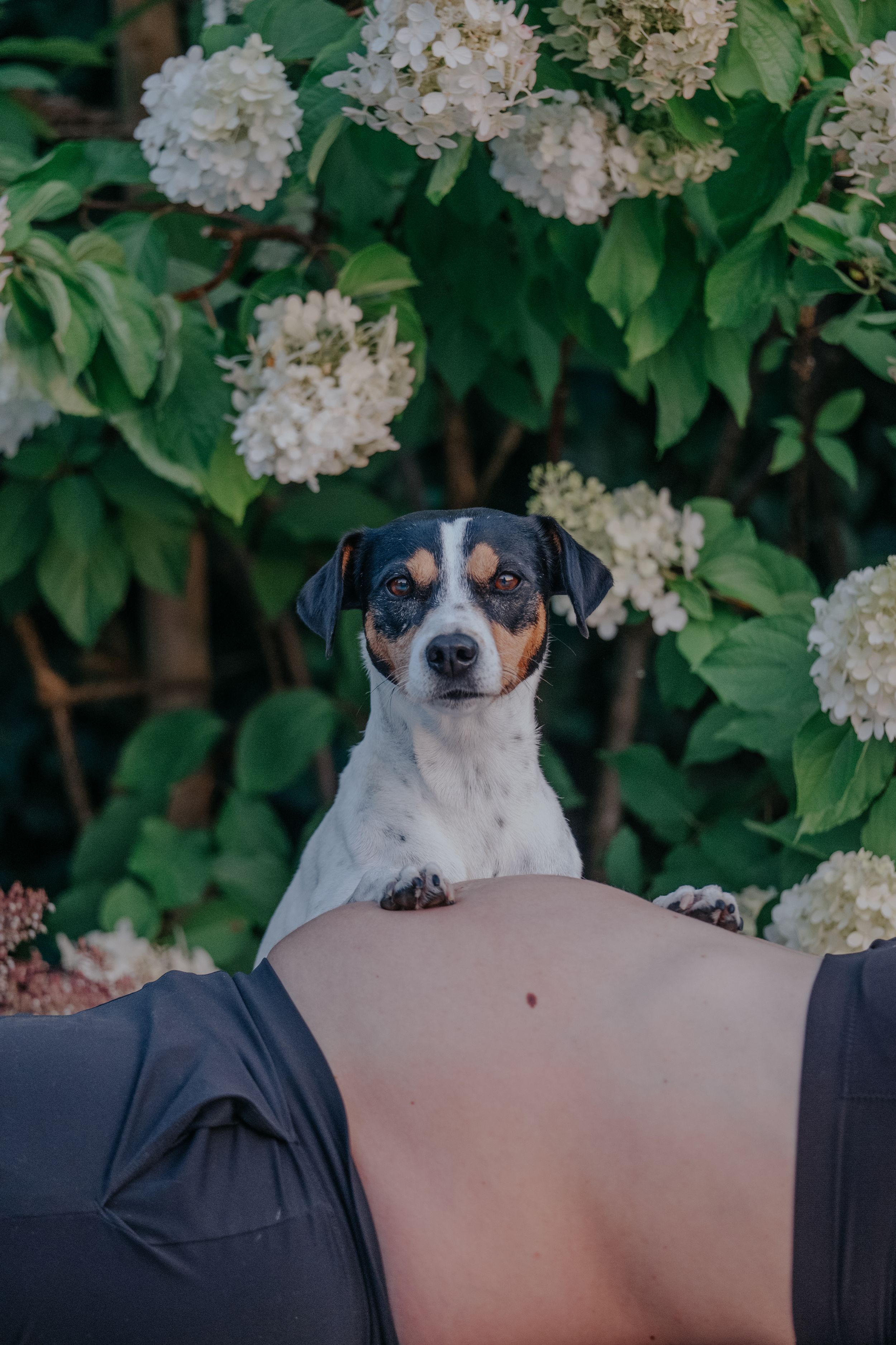 Mensch-Hund-Fotografie: Kleiner Hund sitzt auf dem Bauch einer schwangeren Person, eingebettet in eine natürliche Umgebung.