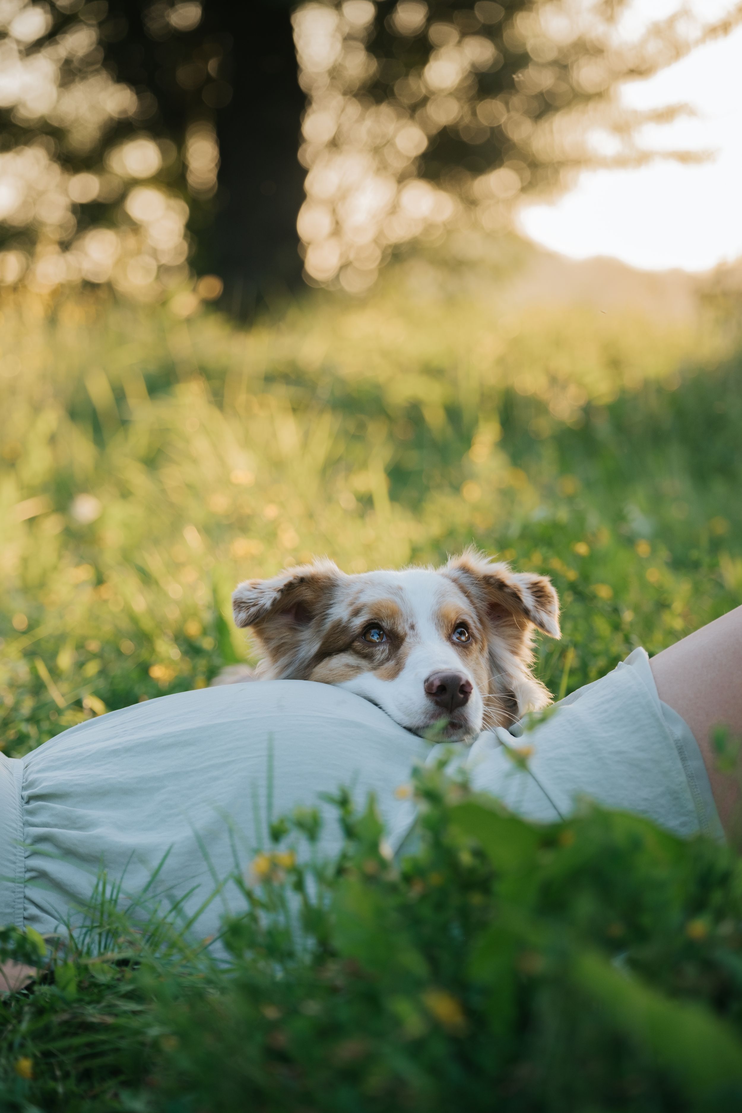 Mensch-Hund-Fotografie: Hund liegt entspannt im hohen Gras, ruhige Aufnahme nahe Dachau.