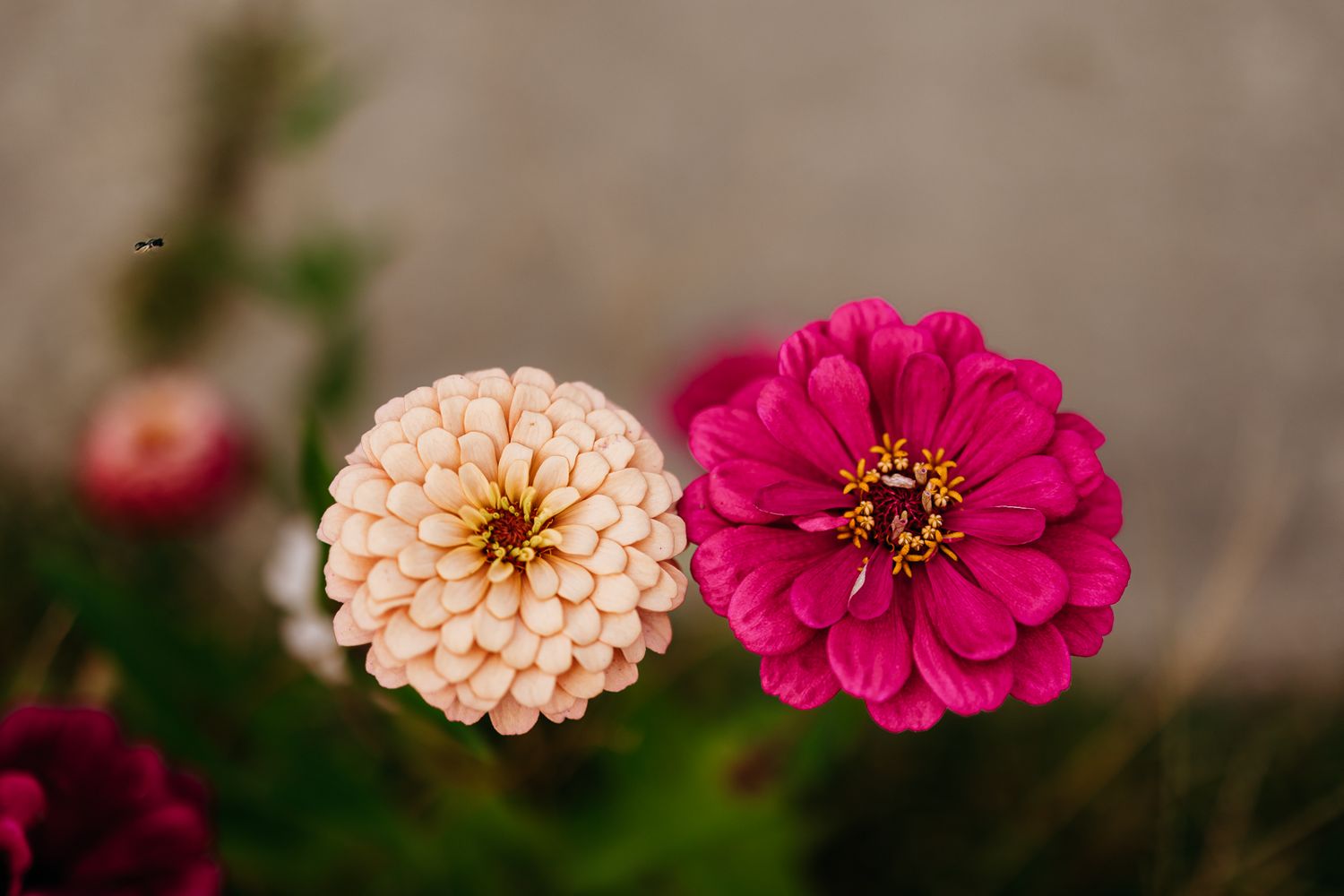 Two zinnias, one light pink and one is hot pink.