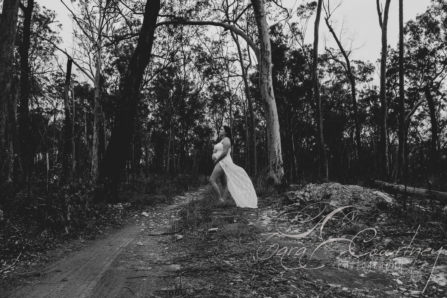 A historic panoramic view of a forest landscape with scattered trees and brush in black and white.