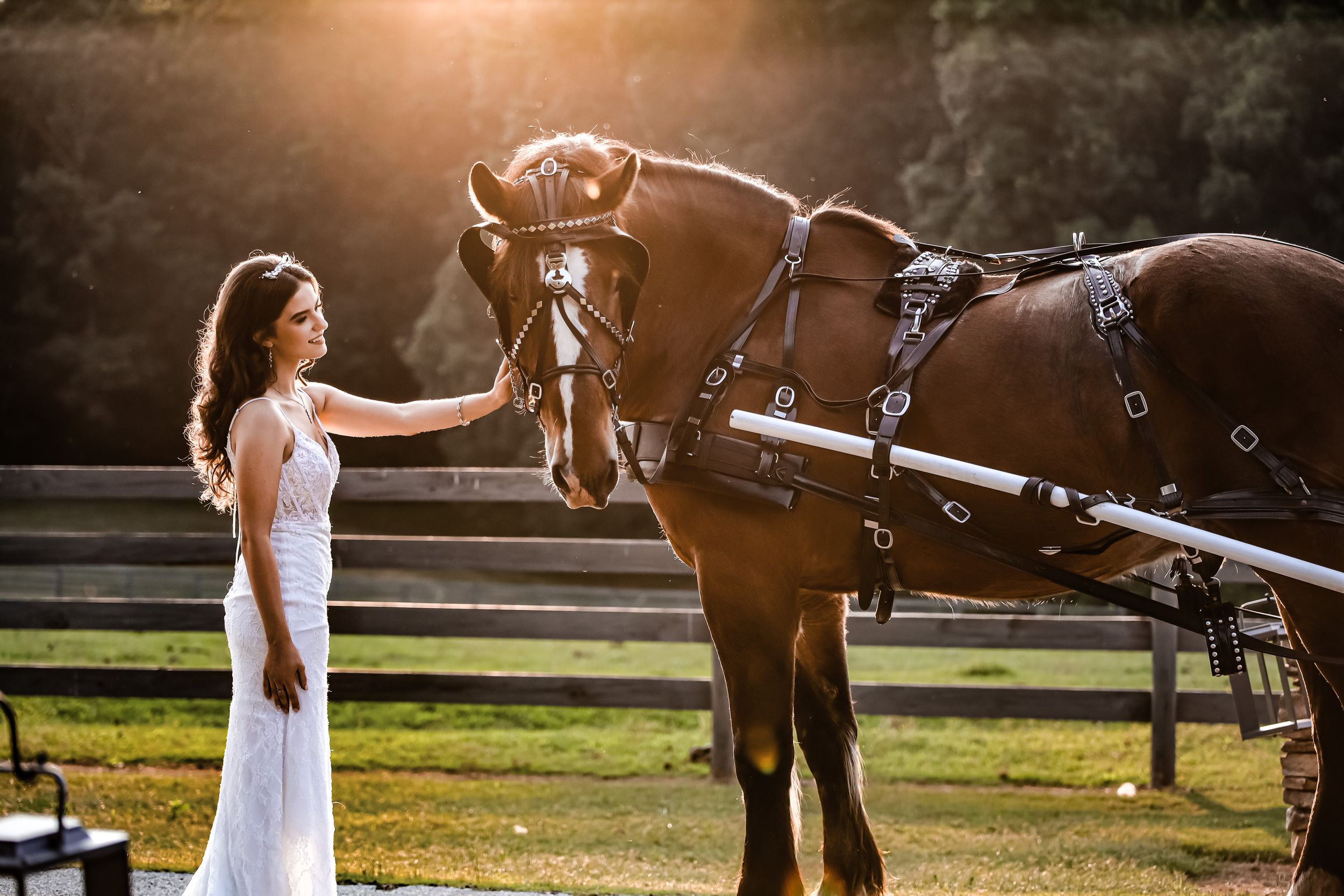 A majestic brown horse with traditional harness stands in a golden sunset while receiving attention in a pastoral setting.