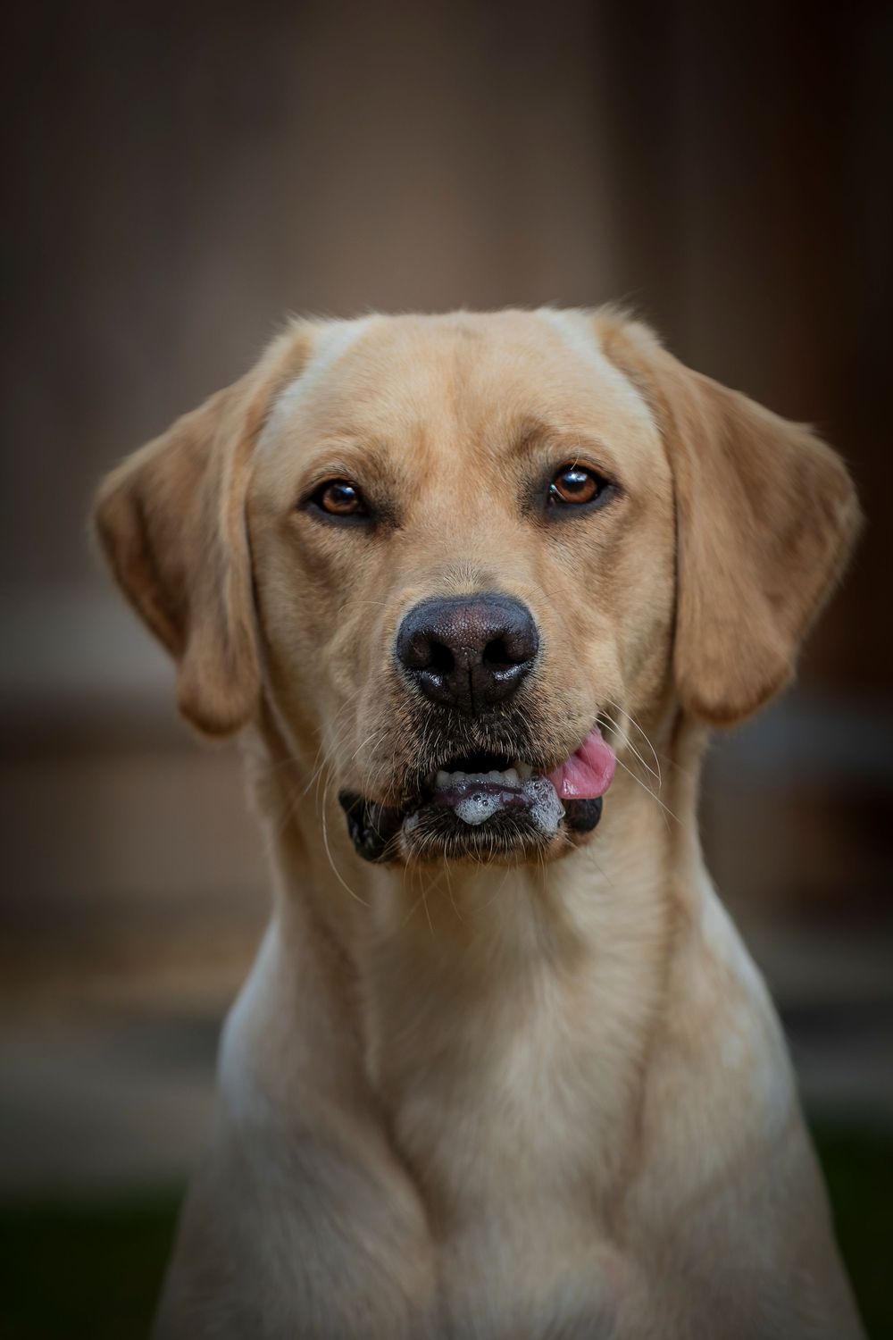 Stunning Pet photographs in the town of Filey North Yorkshire