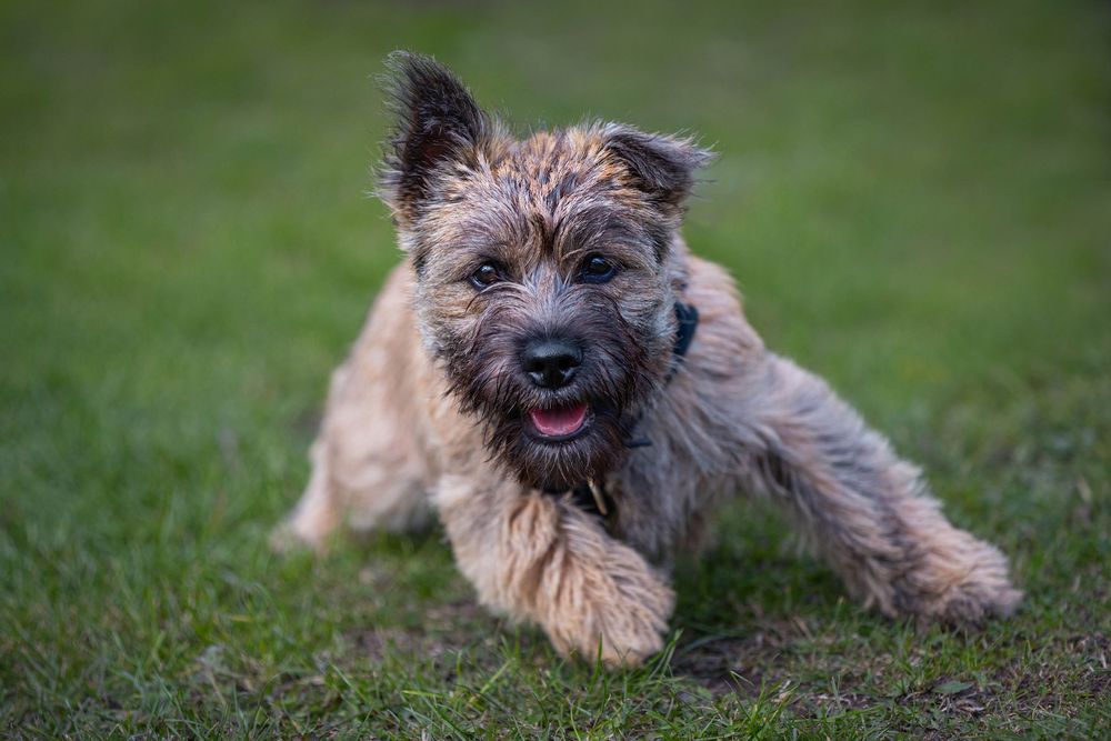 Whether you have have a pup or older dog, SteveJEvans of Filey can cater a bespoke shoot to show your family member in the best of light.