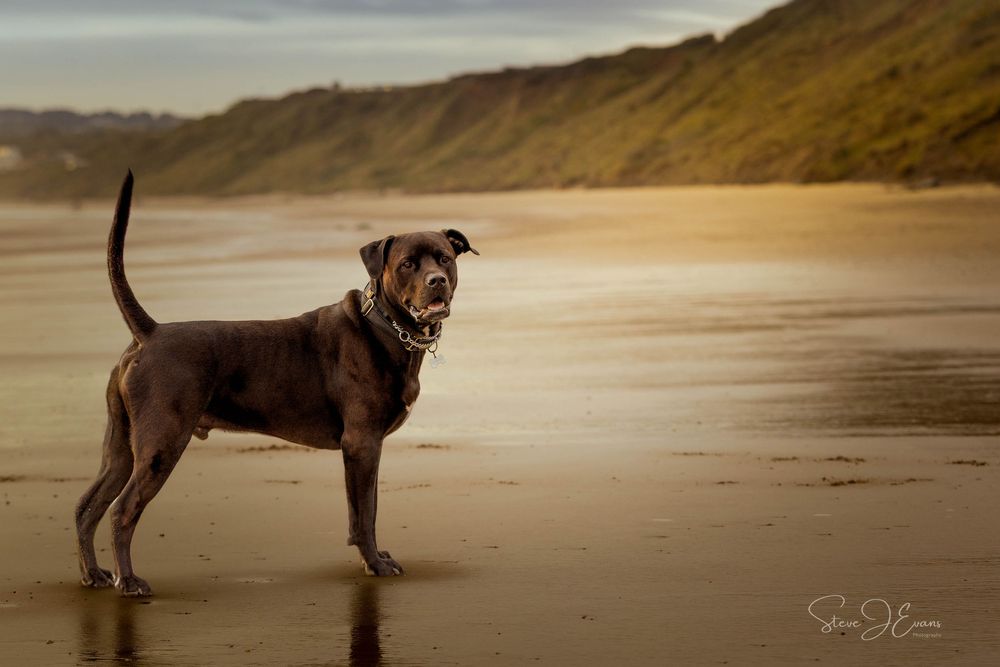 Steve J Evans is an award winning pet/dog photographer based in Filey North Yorkshire