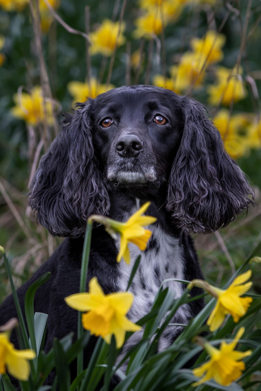 Steve J Evans is an award winning pet/dog photographer based in Filey North Yorkshire