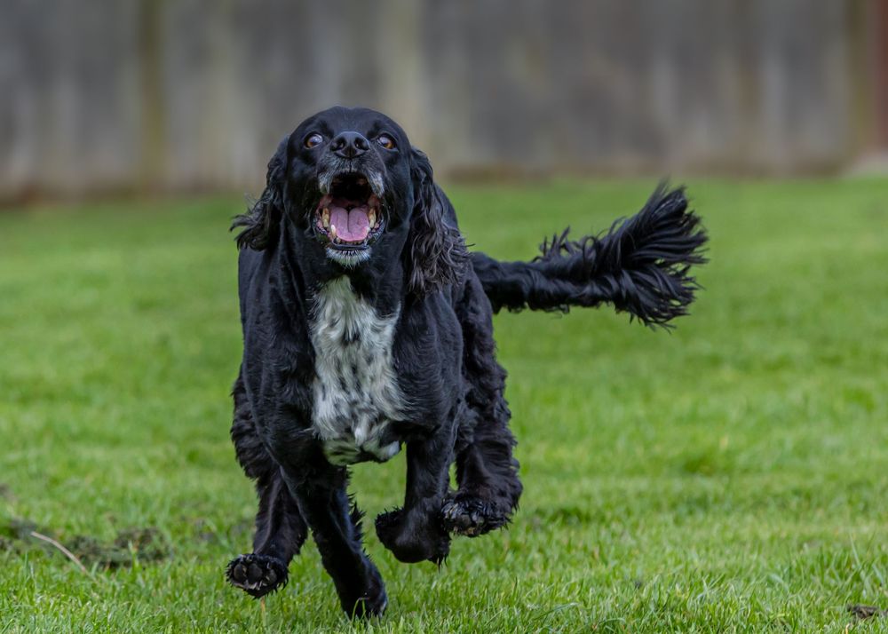 Steve J Evans is an award winning pet/dog photographer based in Filey North Yorkshire