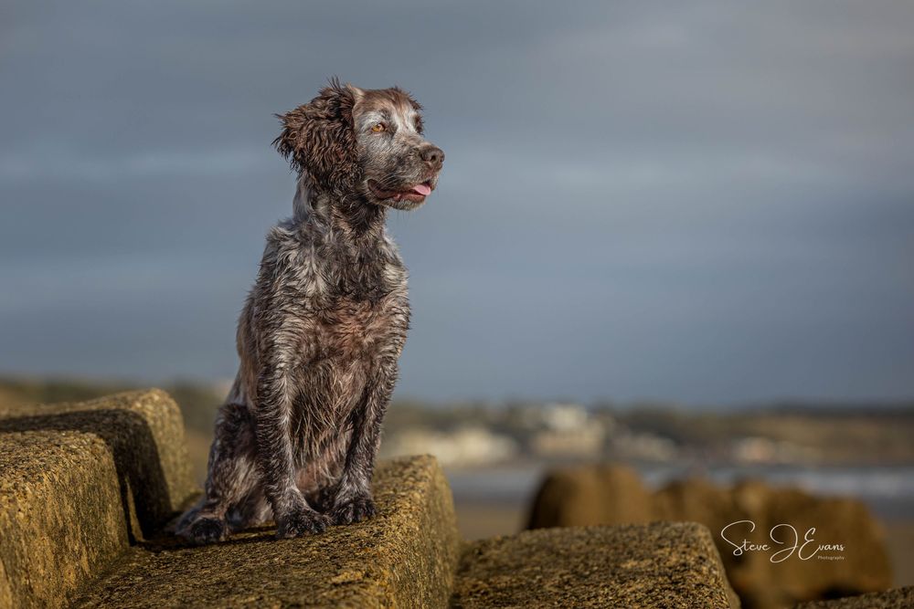 Steve J Evans is an award winning pet/dog photographer based in Filey North Yorkshire