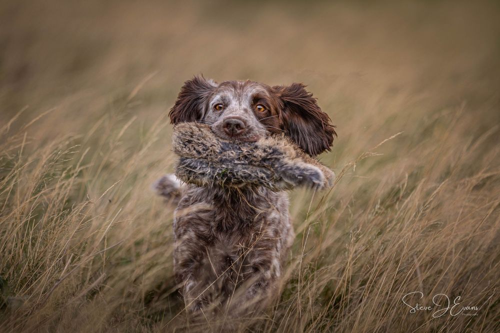 SteveJEvans North Yorkshire pet photography. Working cocker spaniel retrieving a fur covered dummy