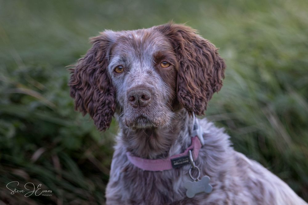 Steve J Evans is an award winning pet/dog photographer based in Filey North Yorkshire