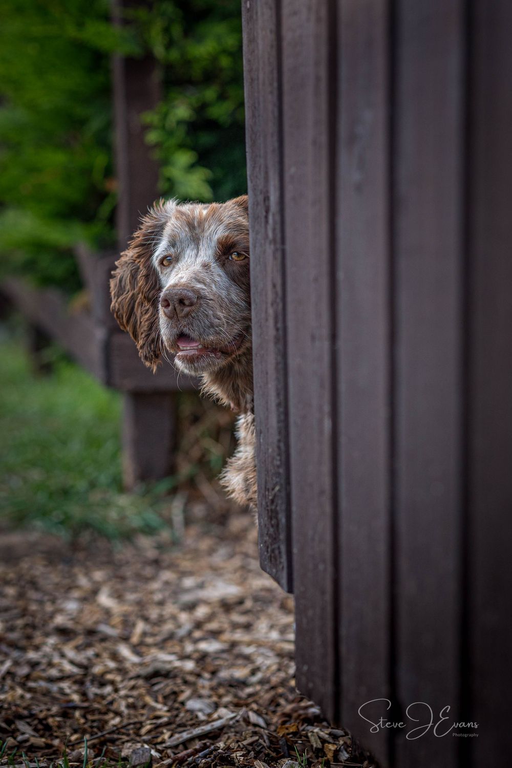 Dog and Pet Photography in the stunning coastal area of North Yorkshire. SteveJEvans award winning photographer. Studio, Location, own home.