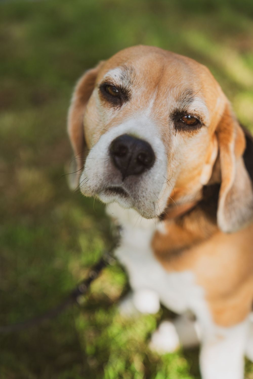 A close-up portrait of an adorable Beagle dog sitting on green grass, looking up with soulful brown eyes.