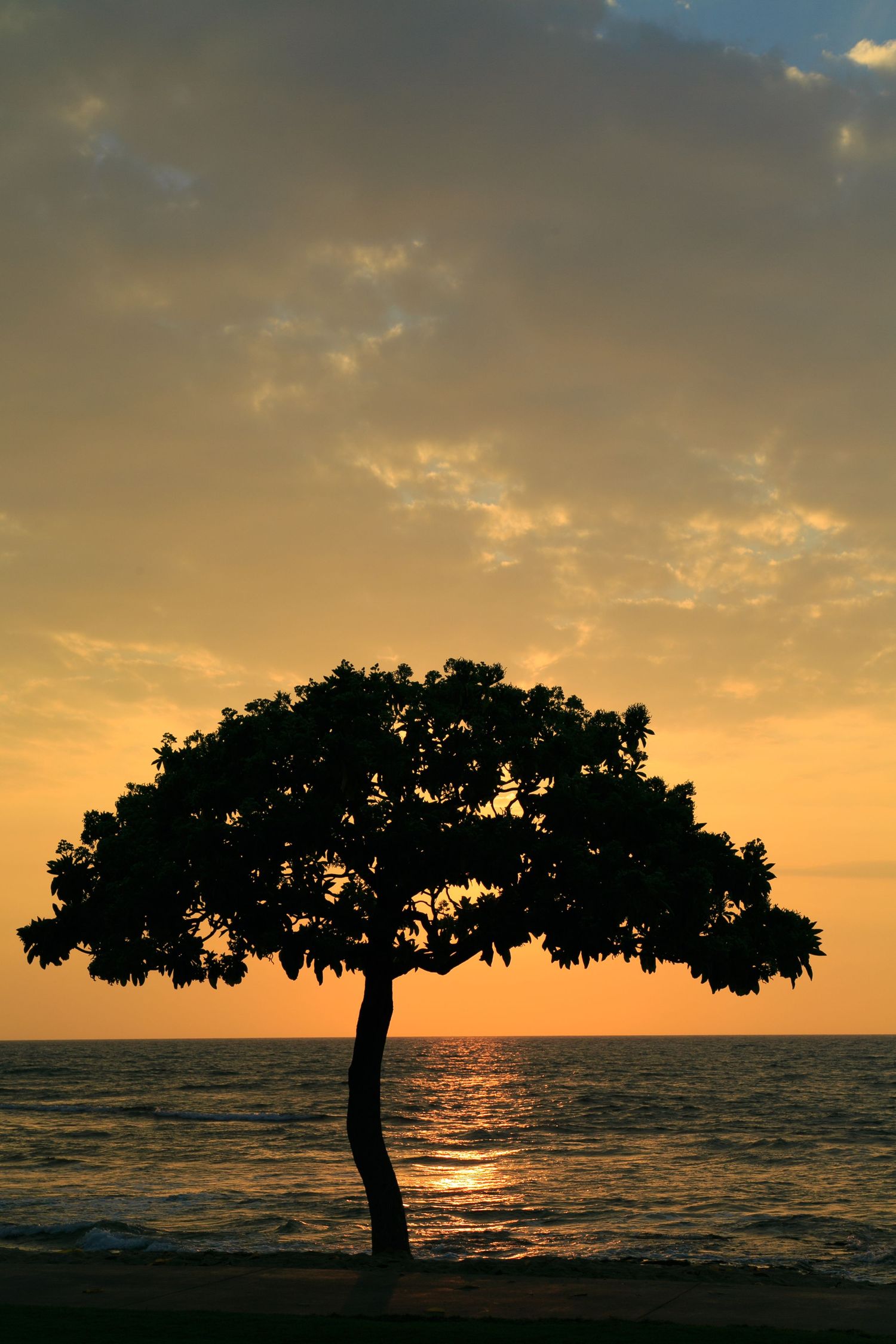 Silhouette of a lone tree against a golden ocean sunset with dramatic clouds and shimmering water reflections.