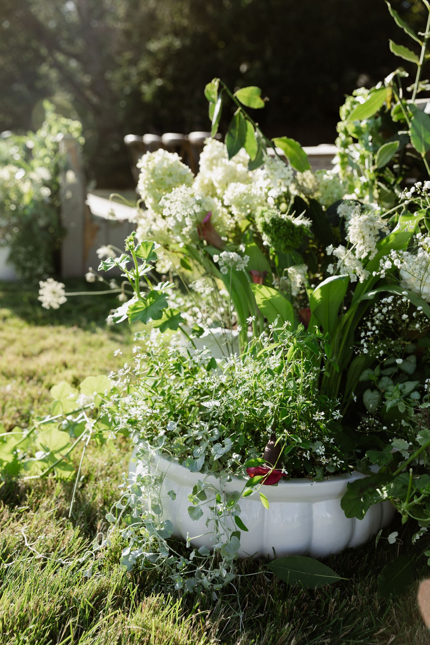 White ceramic planter overflowing with lush green plants and white flowers sitting on grass in a sunny garden.