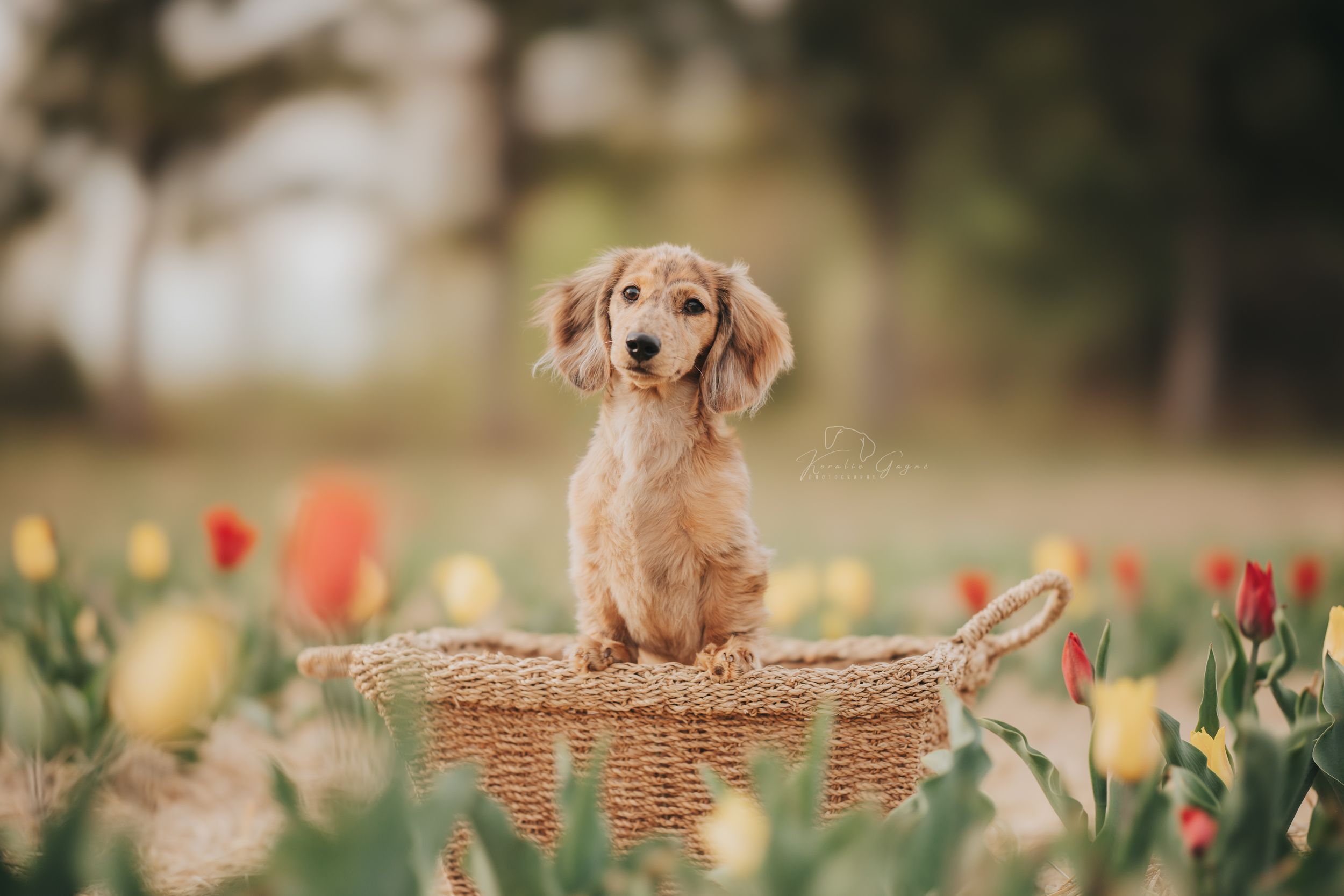 Ten adorable puppies sitting in a row among purple lavender fields at sunset.
