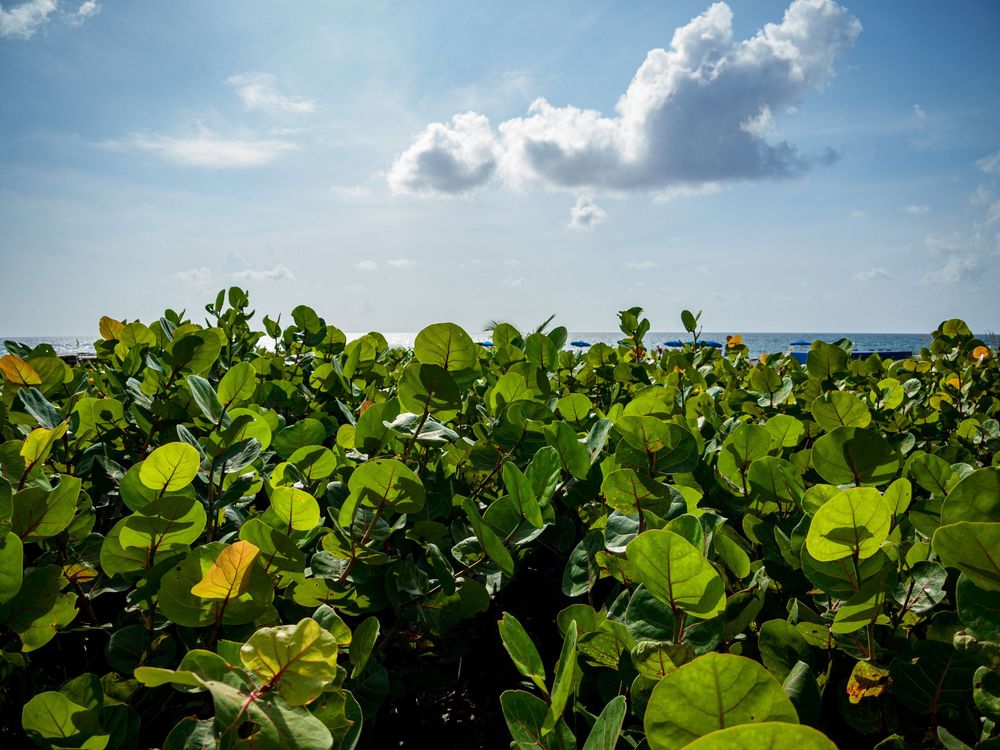 Lush green tropical coastal plants under a bright blue sky with fluffy white clouds.