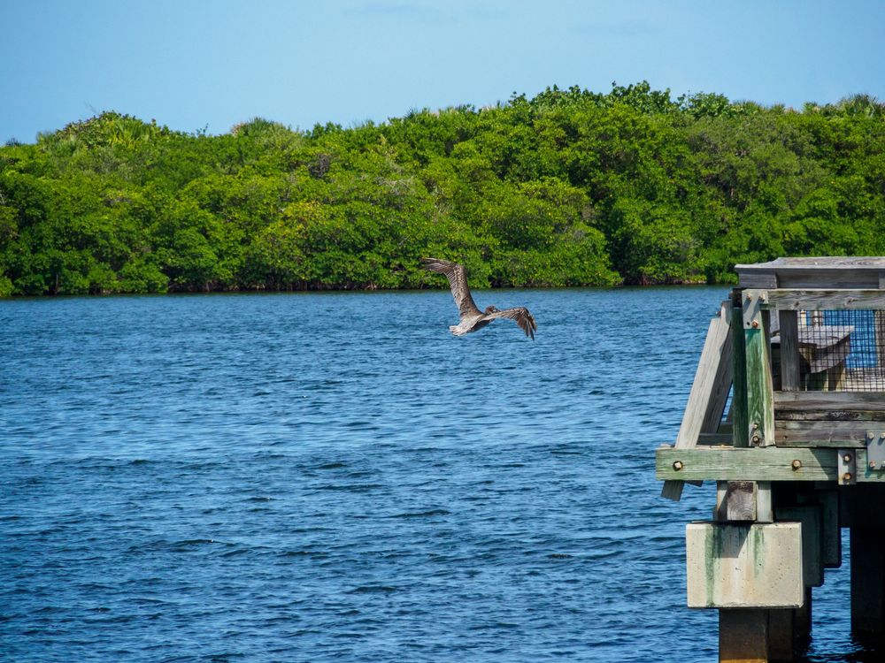 Brown pelican in flight over blue water near a wooden dock with mangroves in background.
