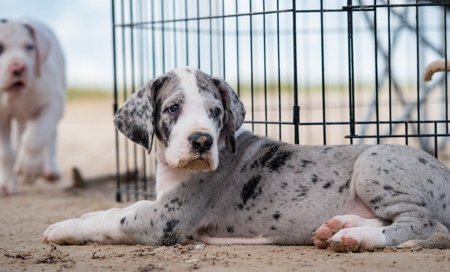 A spotted Great Dane puppy stands on a sandy beach next to a shovel on a sunny day.