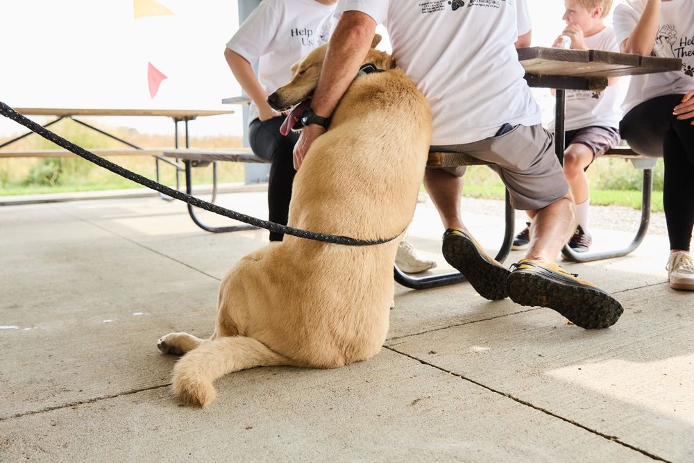 A golden Labrador puppy on a leash sits on a concrete patio near people at picnic tables outdoors.