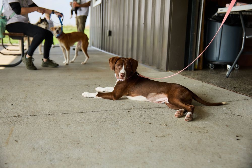 A brown dog on a leash rests on a concrete floor at an outdoor shelter with other dogs visible in the background.