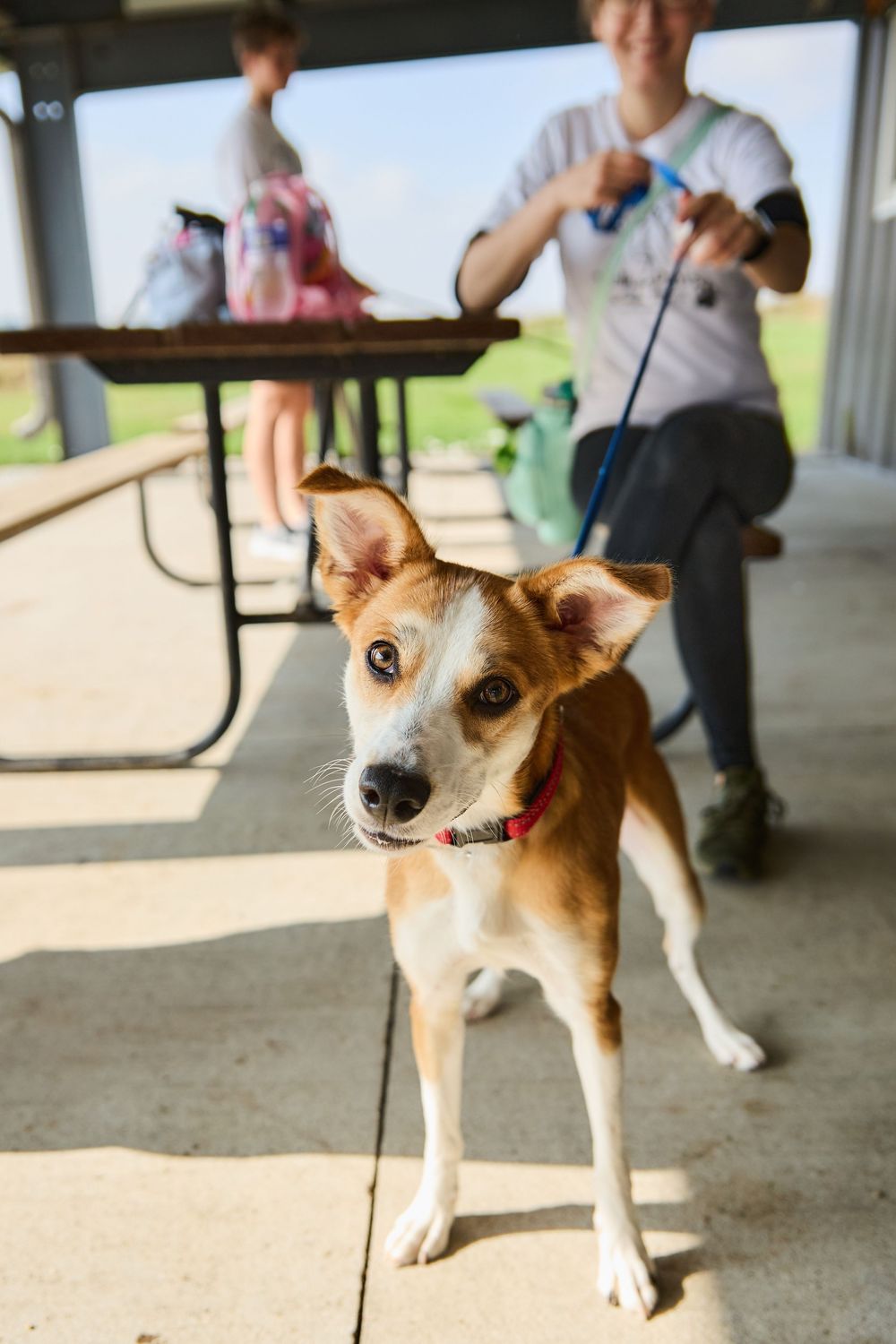 A small brown and white dog on a red leash stands attentively at an outdoor picnic area with people in the background.