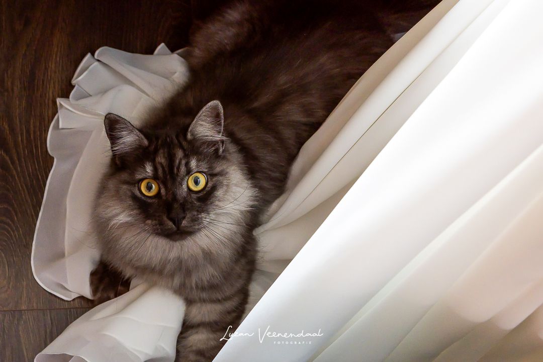 De kat kijkt verbaast achter de trouwjurk vandaan