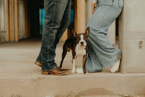 A Boston Terrier puppy sits between two people wearing jeans, one in cowboy boots, on a concrete surface.