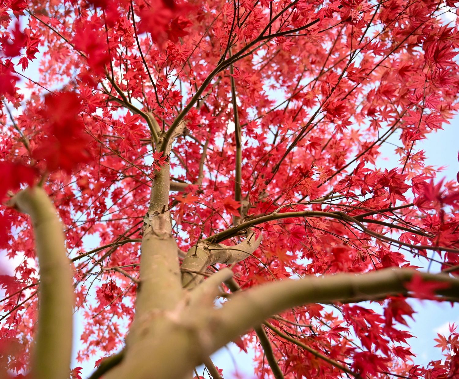 Photographie de paysage d'un érable du Japon aux couleurs d'automne éclatantes
