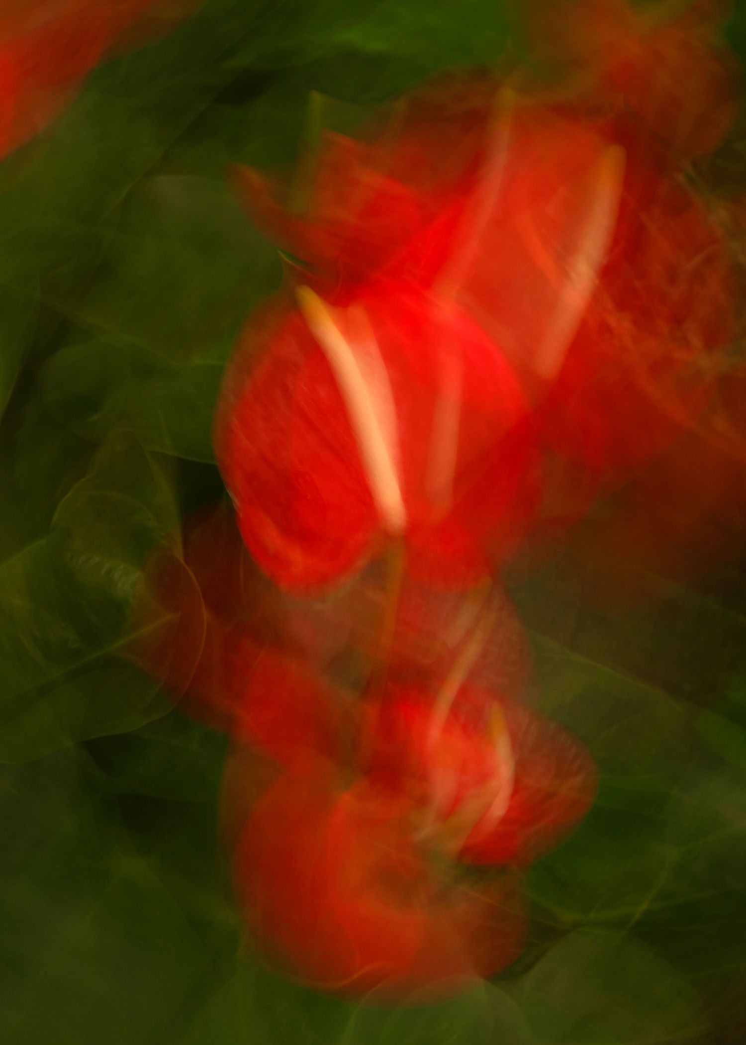 Abstract blurred red anthurium flowers with green leaves, creating a dreamy motion effect in nature photography.