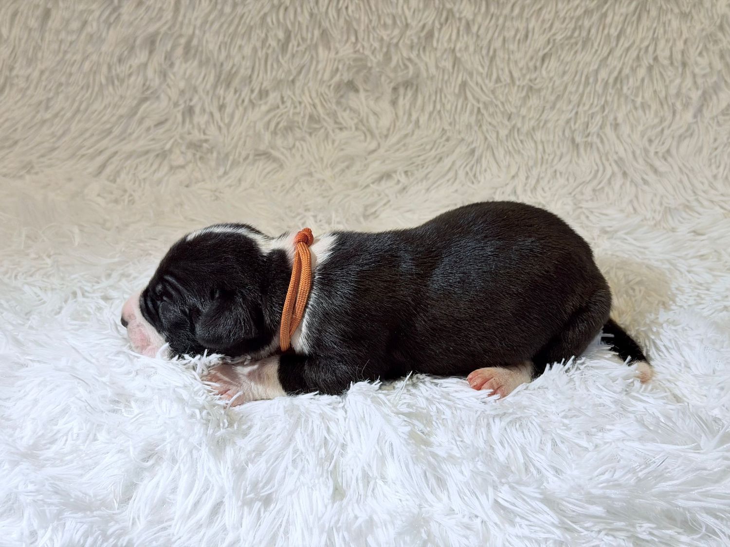 Tiny newborn black and white puppy with orange collar sleeping on fluffy white blanket.