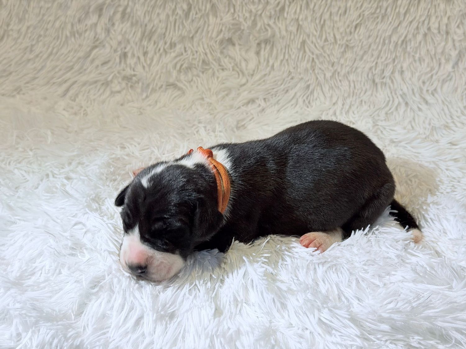 Tiny newborn puppy with orange collar sleeping on white fluffy blanket.