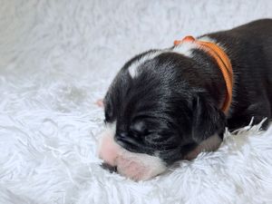 Newborn black and white puppy sleeping on white fluffy blanket wearing an orange collar.
