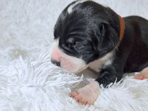 Newborn black and white puppy with orange collar resting on fluffy white blanket.