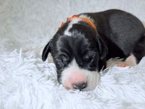 A newborn black and white puppy with an orange collar sleeping peacefully on a fluffy white blanket.