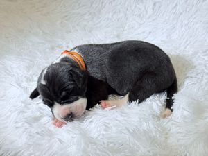 Tiny newborn black and white puppy sleeping peacefully on a fluffy white blanket wearing an orange collar.