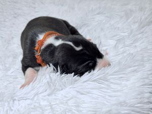Newborn black and white puppy with orange collar sleeping on fluffy white fur blanket.