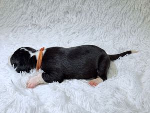 Newborn black and white puppy with orange collar sleeping on fluffy white blanket.