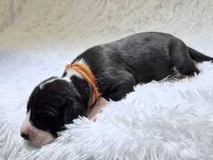 Newborn black and white puppy sleeping on white fluffy blanket wearing an orange identification collar.
