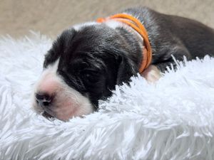Newborn black and white puppy sleeping on fluffy white blanket wearing an orange collar.