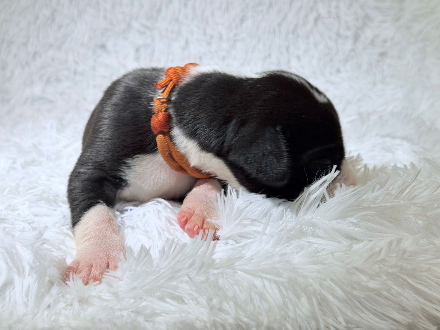 Newborn puppy with orange collar sleeping peacefully on fluffy white blanket.