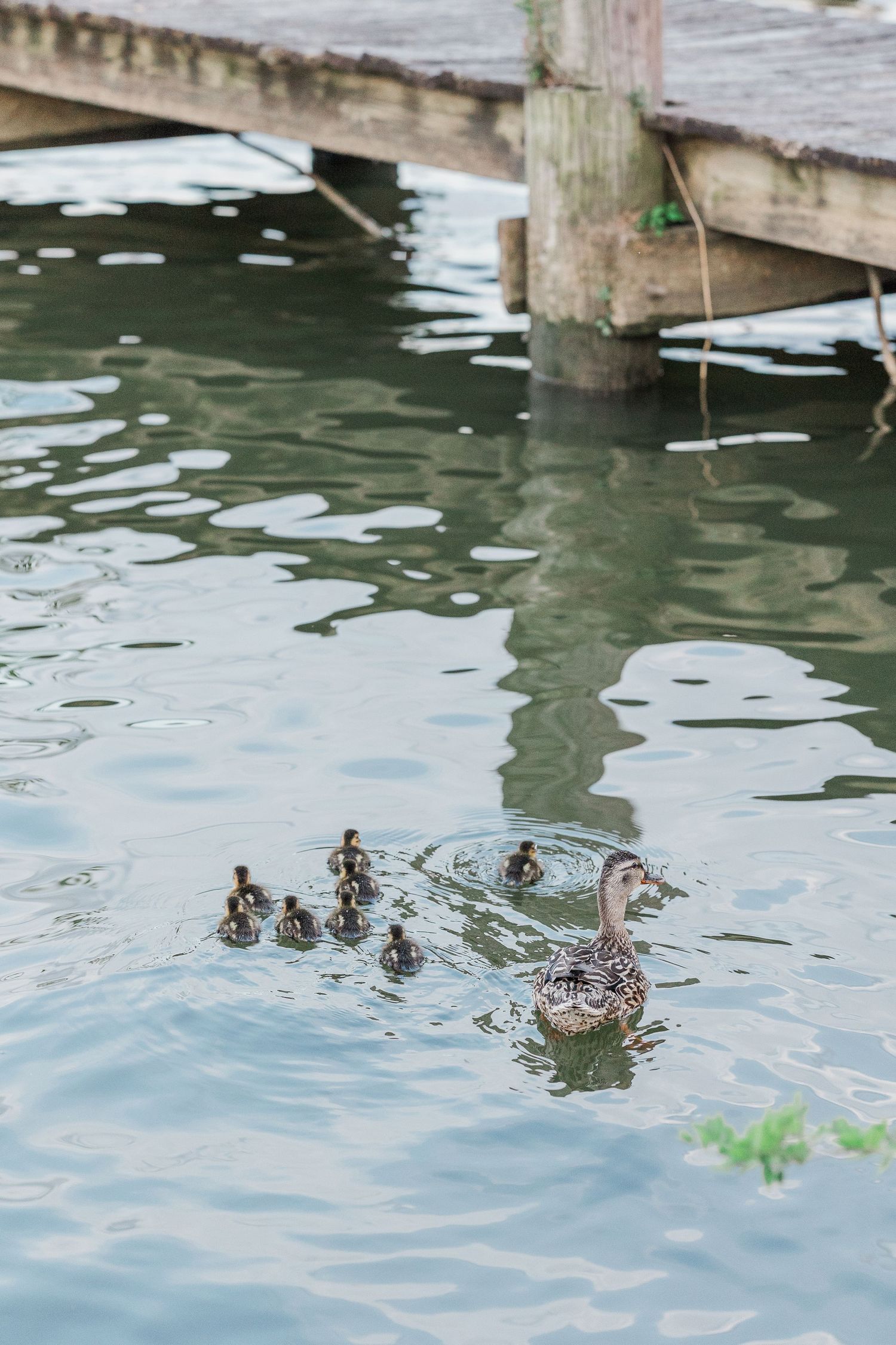 Mother mallard duck swimming with five small ducklings near wooden dock on calm green water.