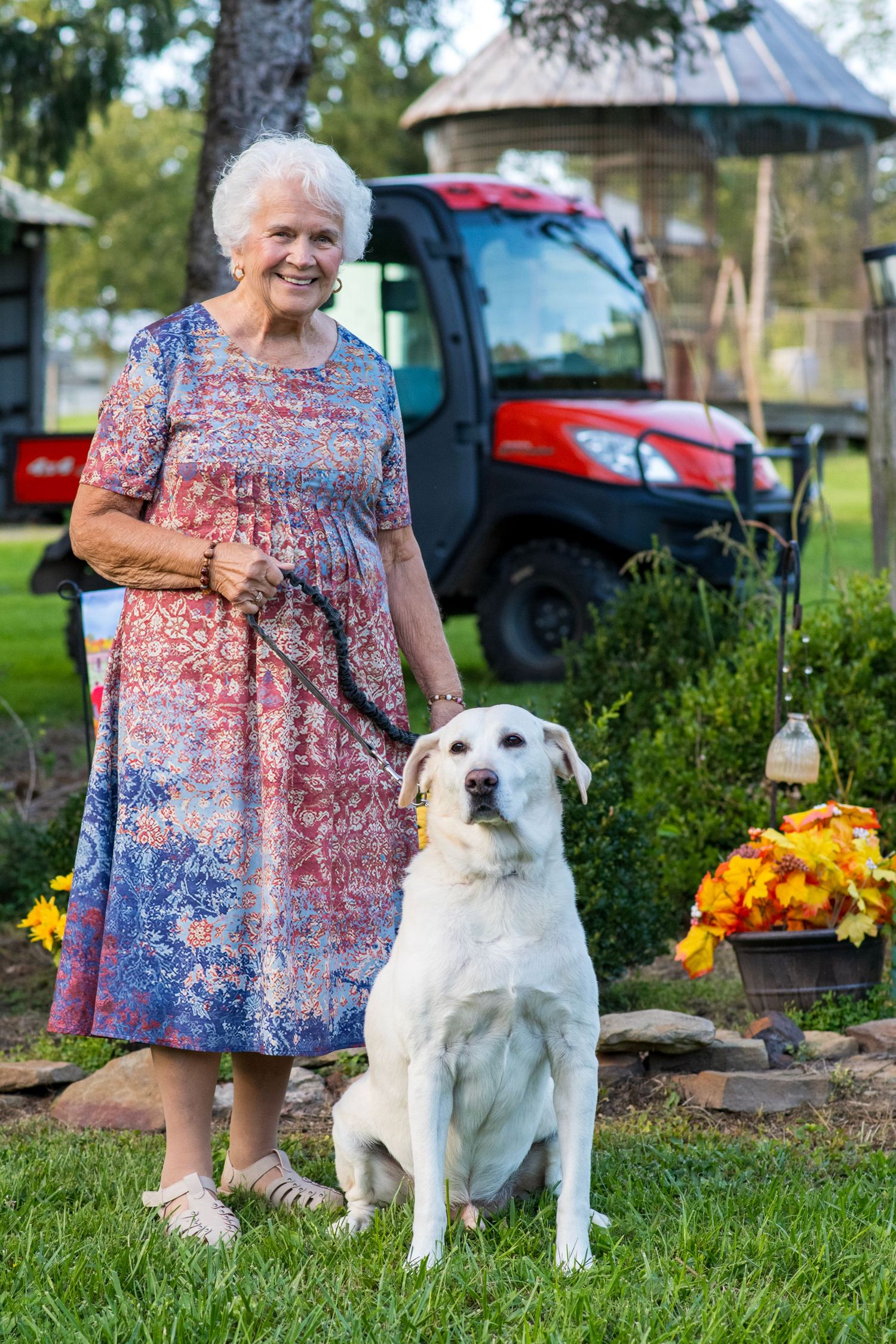 Elderly woman in floral dress walking white Labrador on leash in green yard with red tractor in background.