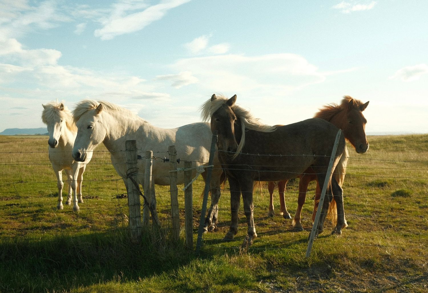 icelandic horses on the side of the road