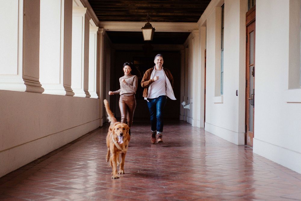 A friendly golden retriever walks with people through a bright white hallway.