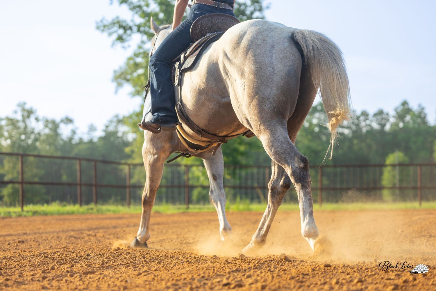 A rider on a gray horse kicking up dust in a dirt arena during an equestrian training session outdoors.