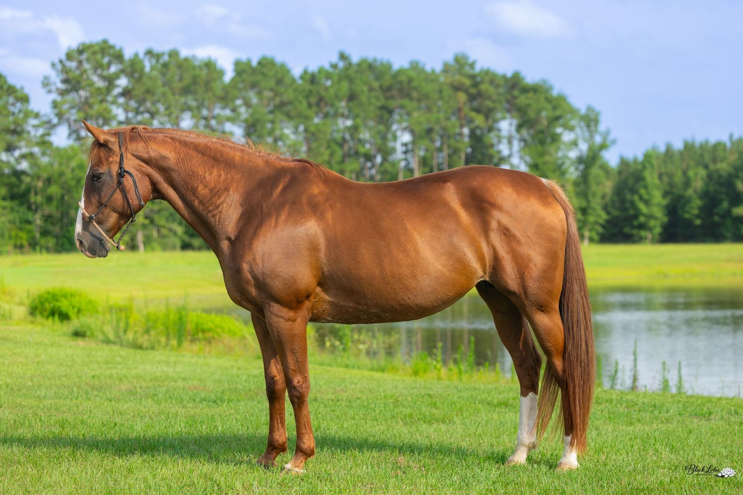 A chestnut horse with a white sock stands on lush green grass near a pond with trees in the background.