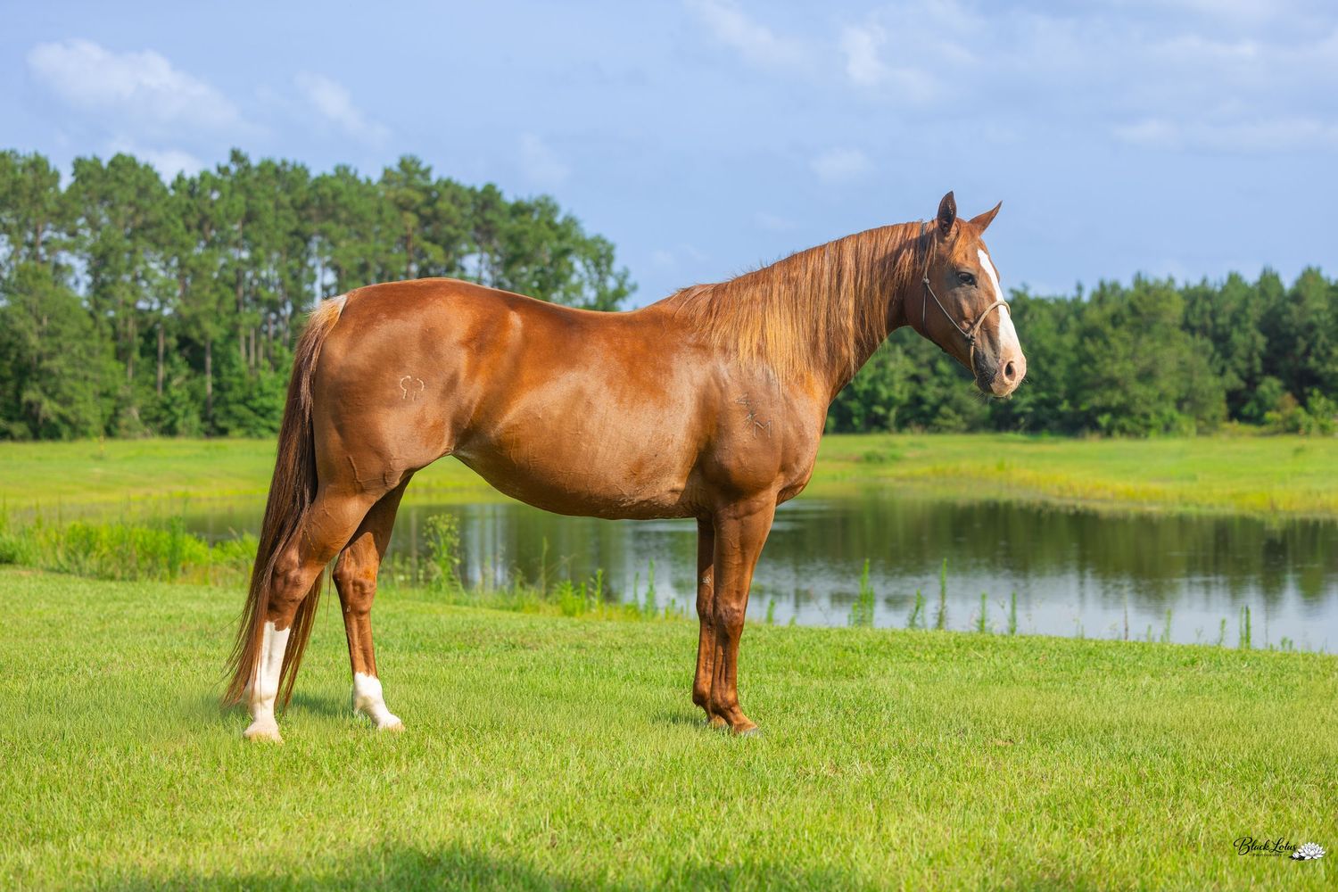 A chestnut horse with white markings stands on lush green grass beside a calm pond with trees in the background.