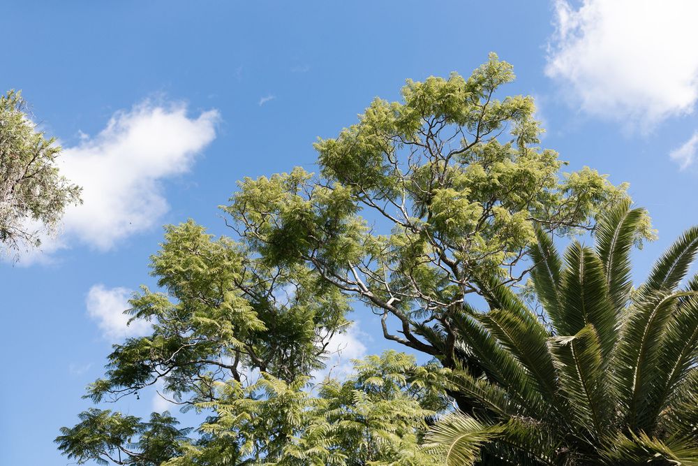 Lush green trees with feathery foliage against a bright blue sky with white clouds on a sunny day.