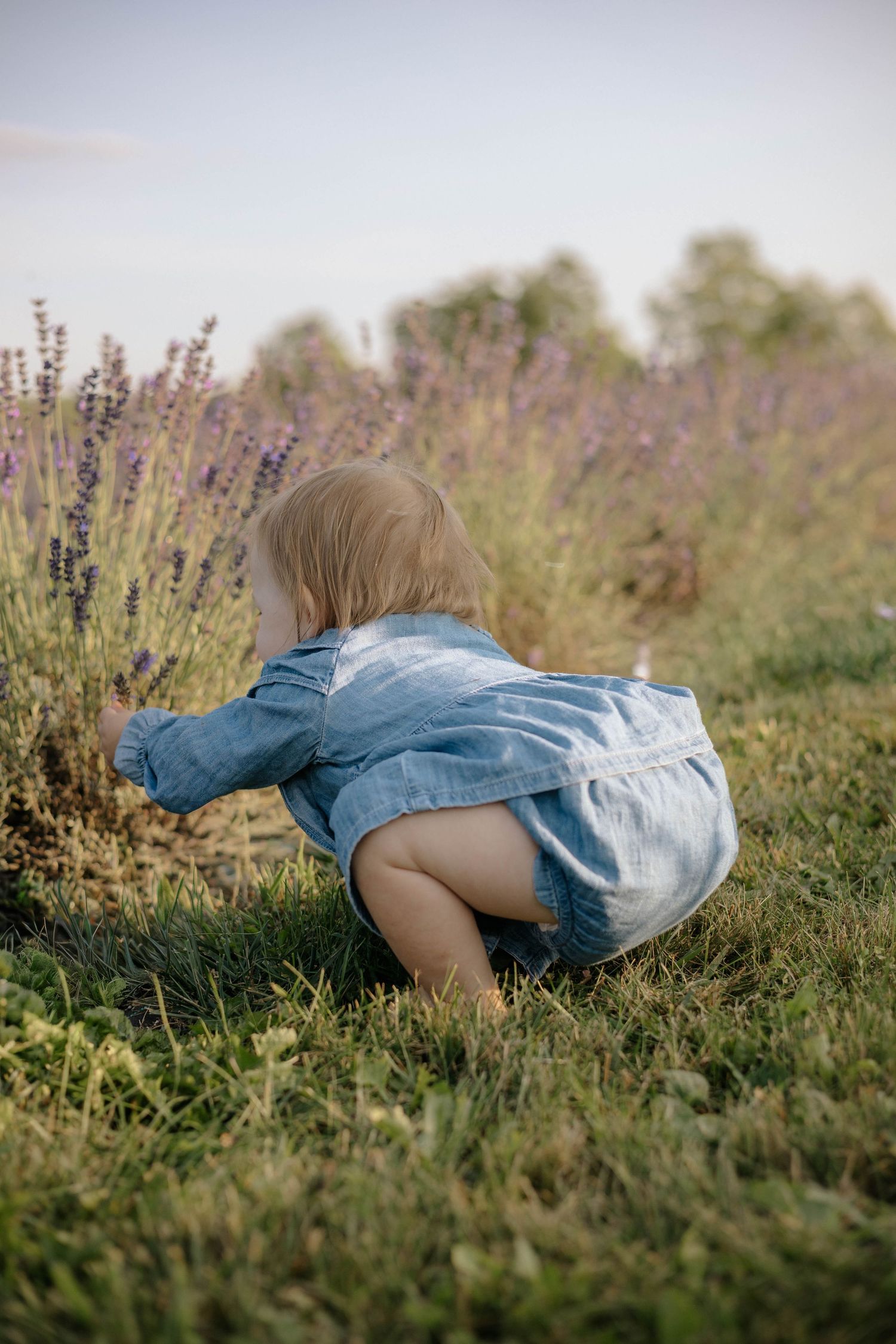 Curious toddler in denim outfit crouching to explore blooming lavender plants in a field.
